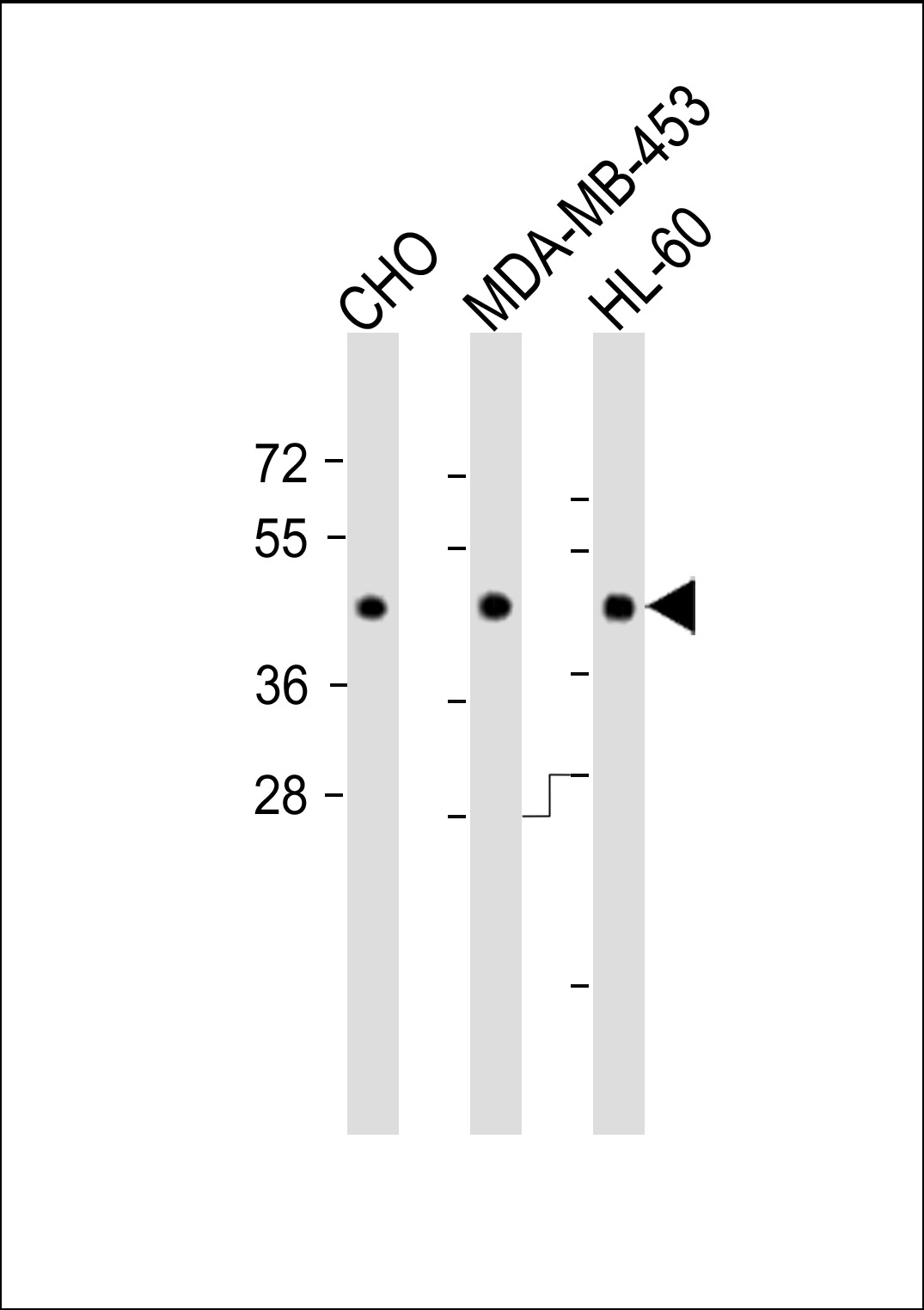 WB - DPF2 antibody (Ascites) AM1897a